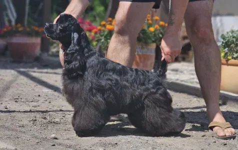 American Cocker Spaniel - Independent Of Your Sweetest Dream