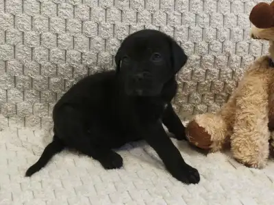 Cane Corso - Forza Di Diavolo Elise