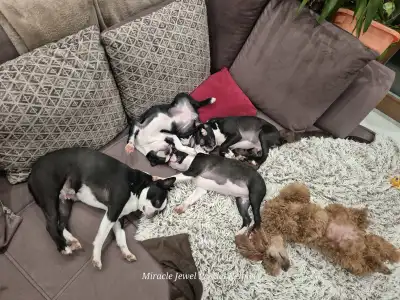 Boston Terrier - Miracle Jewel 