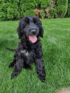 Portugiesischer Wasserhund - Bailey