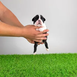 Boston terier - Flower 