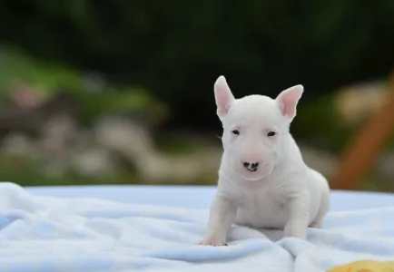 Bullterrier pitic - Gregory
