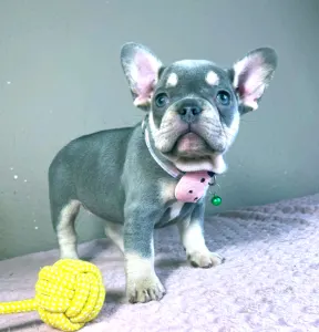 Francia bulldog - Kira