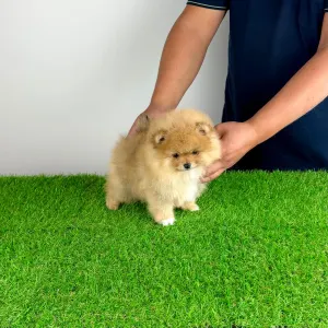 Pomeranian - Pici Bello