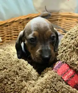 Teckel - Miss Yellow