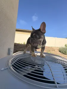 Französische Bulldogge - Herman Dinger