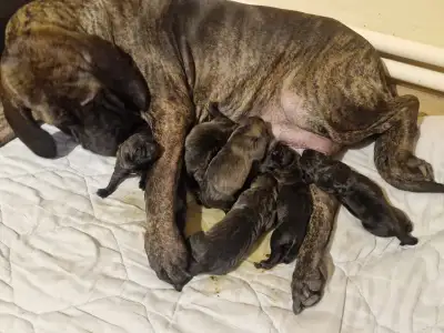 Mastiff brazilian - Jose, Joao, Joshua, Julio