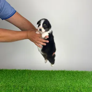 Australian Shepherd - Elany