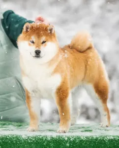 Shiba - Hoshibaru