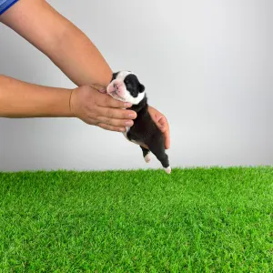 Boston Terrier - Frank