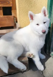 Siberian Husky - Rubin Of Polar Moonlights