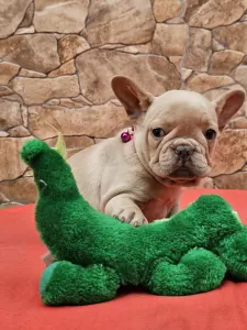 Französische Bulldogge - Dóri