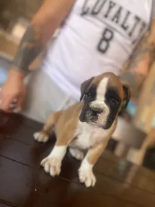 German Boxer - Rasel