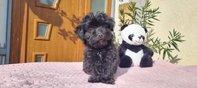 Maltipoo - Zora