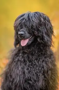 Portugiesischer Wasserhund - Patrícia