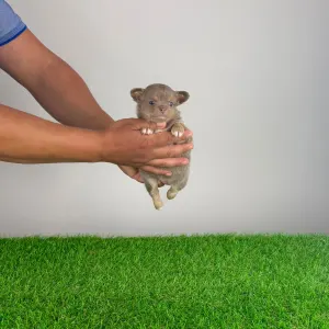Chihuahua - Hella