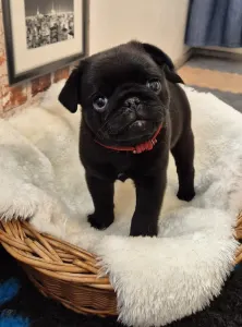 Pug - Key West