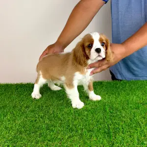Cavalier King Charles Spaniel - Tanja