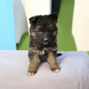 Német juhászkutya - Csereerdei Lina