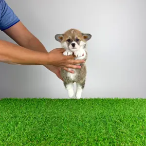 Welsh Corgi Pembroke - Quiz