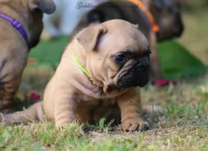 Francia bulldog - Yoda