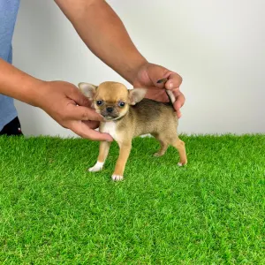 Chihuahua - Birdy