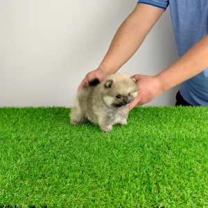 German Pomeranian Spitz - Sibylle