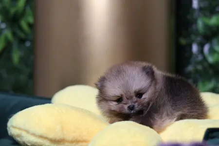 Pomeranian - Luciano