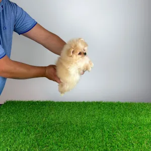 Pomeranian - Caramel
