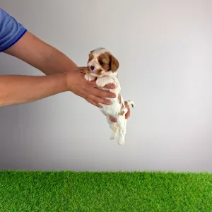 Cavalier King Charles Spaniel - Isabelle