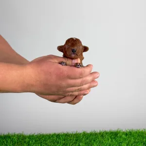 Poodle Miniature - Lico