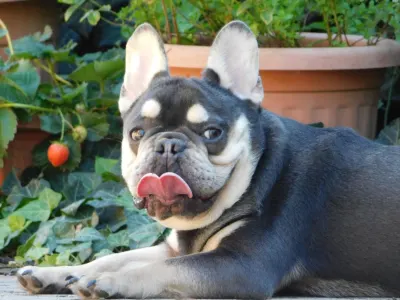 French Bulldog - Spot