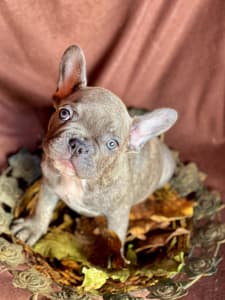 Französische Bulldogge - Noah