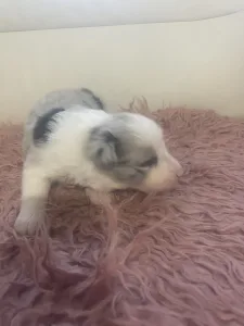 Border Collie - Blue Merle Kan 2