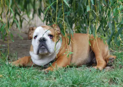 Bulldog - Rengőhegyi-ormán Dean