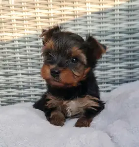 Yorkshire Terrier - Spencer