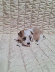 Havanese - Tobby