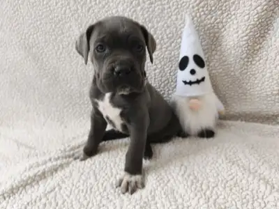 Cane Corso Italiano - Forza Di Diavolo Dorothy