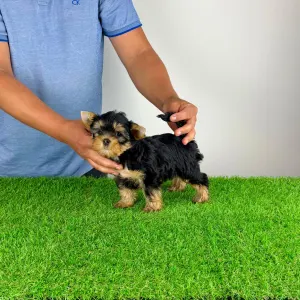 Yorkshire Terrier - Zara
