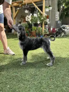 Afghanischer Windhund - Ubauro