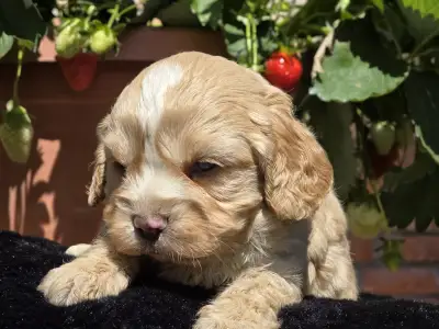 Cavapoo - Terence Hill