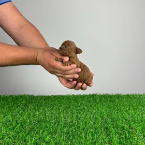 Pudel Toy - Jumbo 