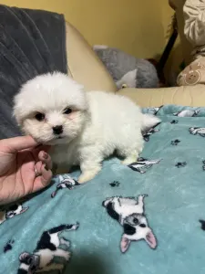 Coton de Tulear - Blanca