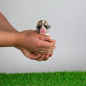 Welsh Corgi Pembroke - Zuro