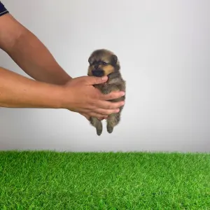 Pomeranian - Pando