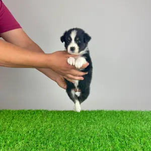 Australian Shepherd - Vox