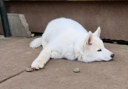 Siberian Husky - Ametiszt Of Polar Moonlights
