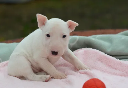 Bull terrier miniature - Kimi
