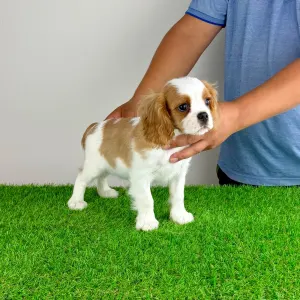 Cavalier King Charles Spaniel - Phillip 