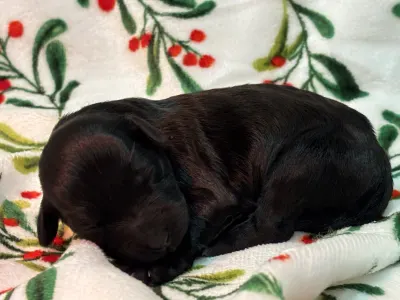 Chien d'eau portugais - Raquel